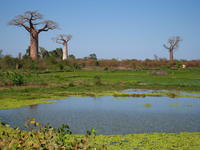 Baobabs à Madagascar - © Mathieu Roger / Cirad