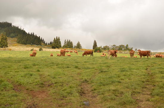 Élevage de bovins à La Réunion - © Eric Cardinale / Cirad