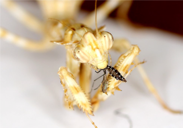 Blepharopsis mendica dévorant une femelle de moustique Aedes (Photo credit: Wallner T.)