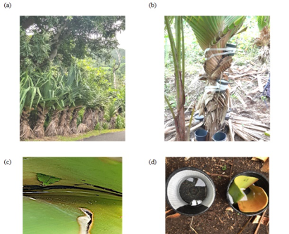 Palmier Vacoa (Pandanus utilis) et pièges à femelles gravides (ovitraps) utilisés sur le terrain à St Joseph, La Réunion en 2020