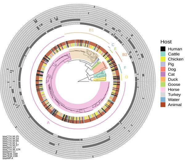 Arbre phylogénétique par la méthode du maximum de vraisemblance de 510 génomes ESBL-EC construit à partir de 179365 SNP centraux et non recombinants