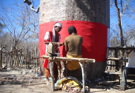 Cette photo au cœur de la forêt de Kirindy, prise en 2018, montre ce grand renalà, qui est un lieu de culte pour les sakalava. Des individus y viennent pour réaliser des rituels pour demander de la bénédiction pour leur famille, leur récolte, et pour la fertilité (Source A.F. Ravolatasara, 2020). 