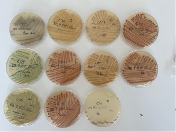 Étapes d’isolements bactériens sur gélose sélective chromogène © C. Rabaly, Cirad