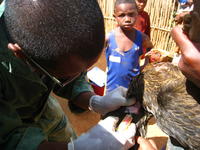Vaccination de volaille à Madagascar - © Mathieu Roger
