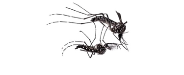 Un couple d’Aedes aegypti © Deng Lu